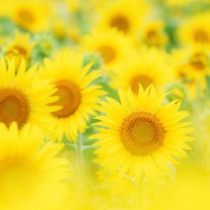 無料スマホ壁紙 ひまわり集合。AndroidとiPhoneに対応した4K高画質の無料待ち受け画像。三重県玉城町のアスピア玉城で撮影したフリー写真素材