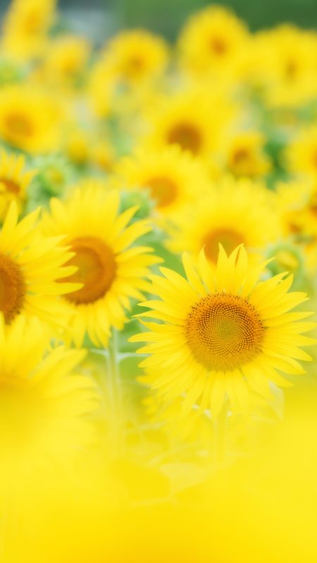 アスピア玉城の写真「ひまわり集合」