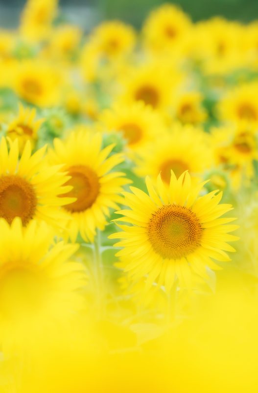 アスピア玉城の写真「ひまわり集合」