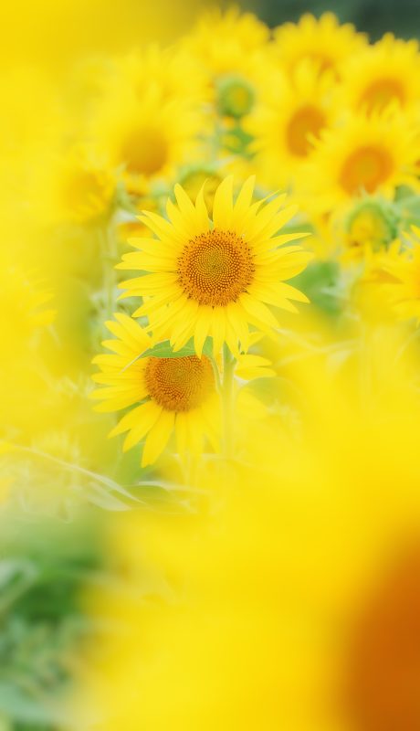 アスピア玉城の写真「ひまわりサンドイッチ」
