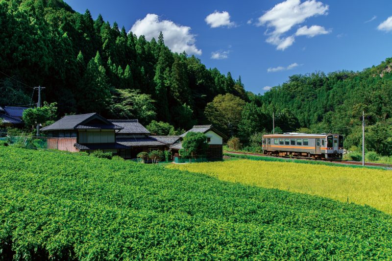 名松線の写真「比津の茶畑と稲穂」