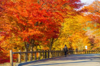 水沢もみじ谷の写真「紅葉グラデーション」