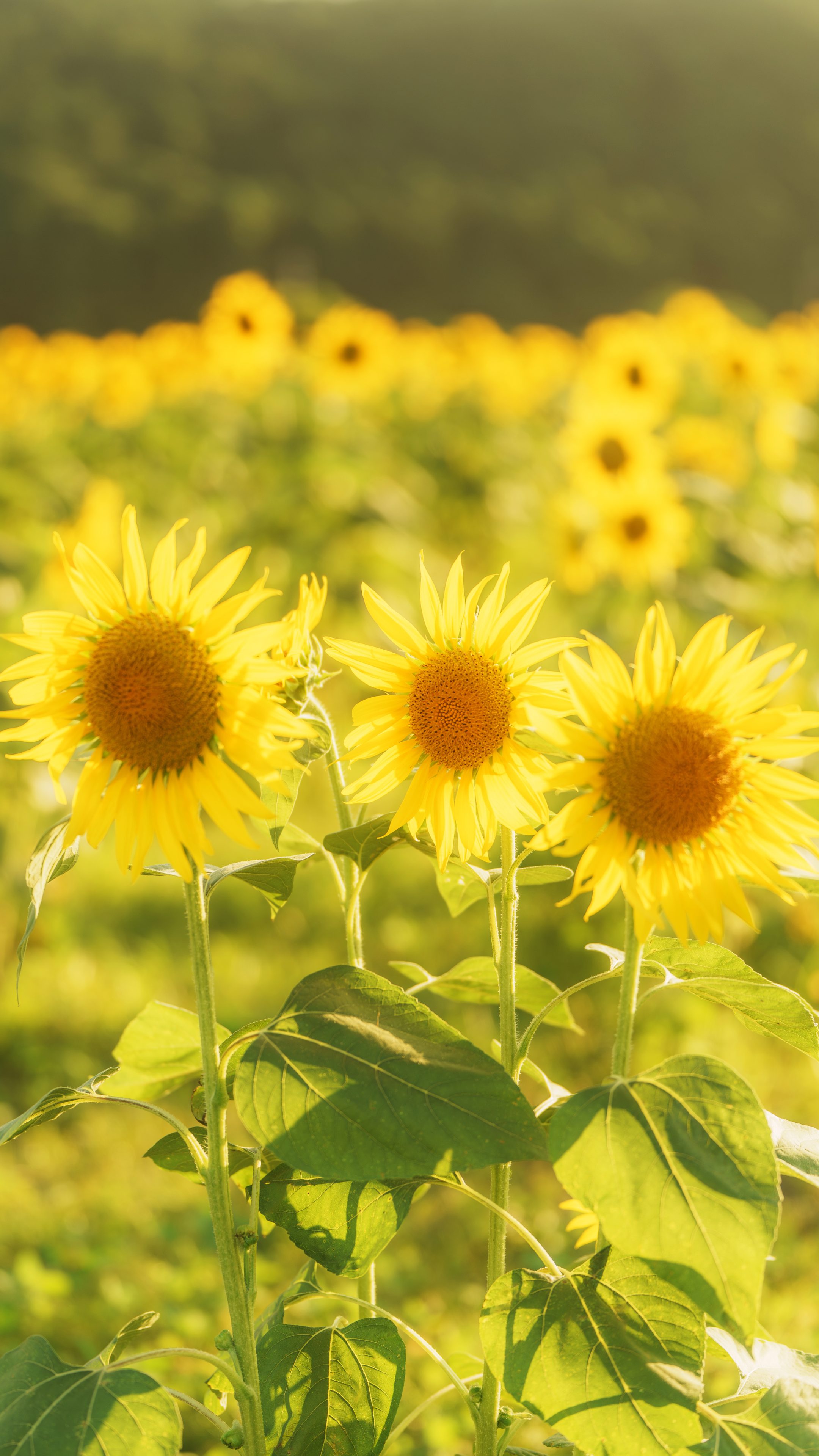 無料スマホ壁紙 西陽で黄金に輝くひまわり。AndroidとiPhoneに対応した4K高画質の無料待ち受け画像。三重県亀山市の関町のひまわり畑で撮影したフリー写真素材