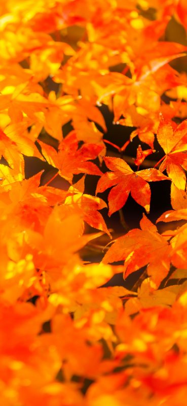 水沢もみじ谷の写真「輝く紅葉」