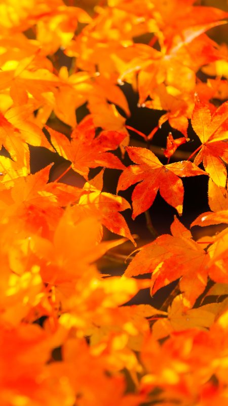 無料スマホ壁紙「輝く紅葉」