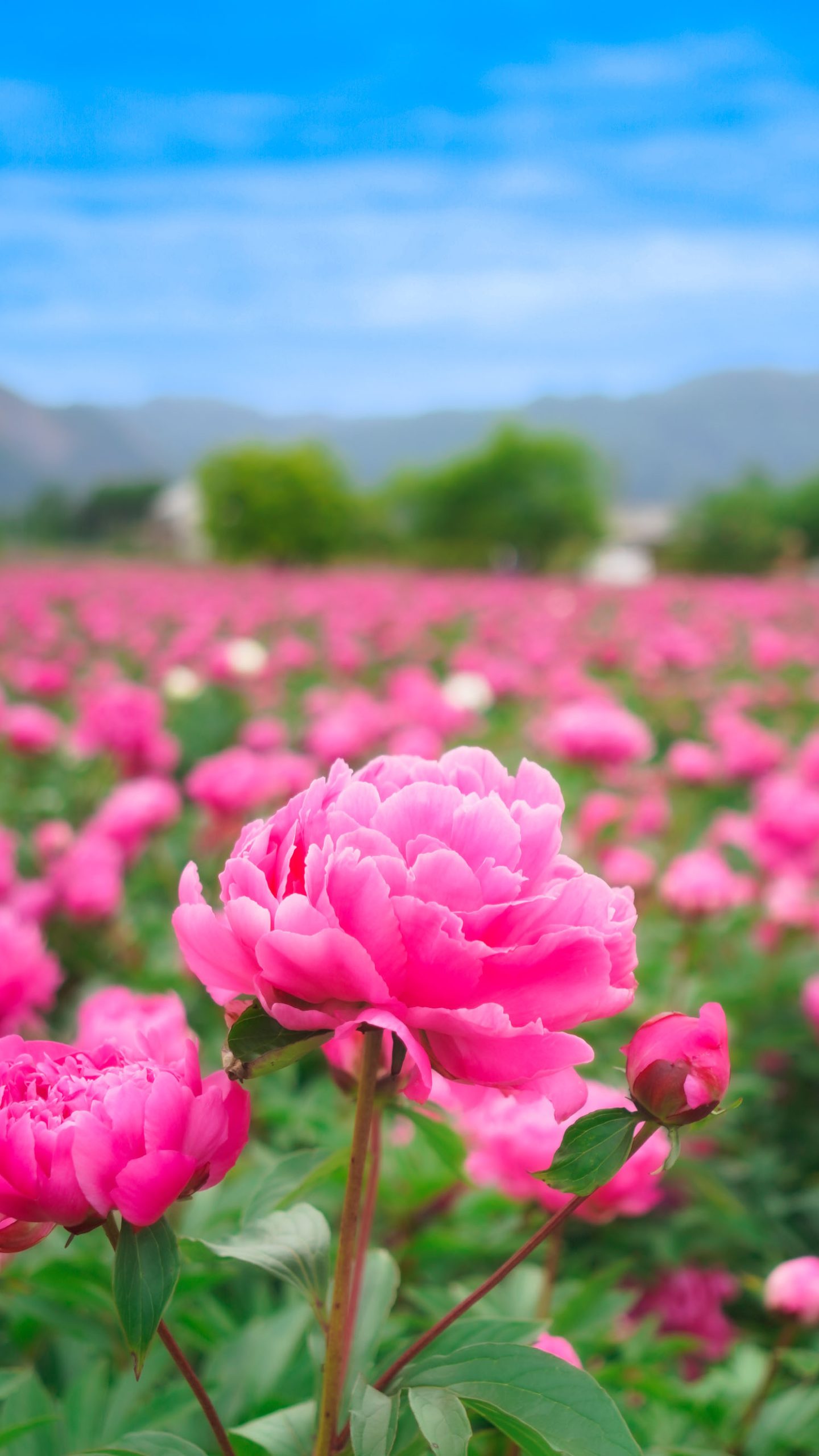 無料スマホ壁紙 シャクヤク畑。AndroidとiPhoneに対応した4K高画質の無料待ち受け画像。三重県鈴鹿市の長澤町のポピー（シャクヤク）畑で撮影したフリー写真素材