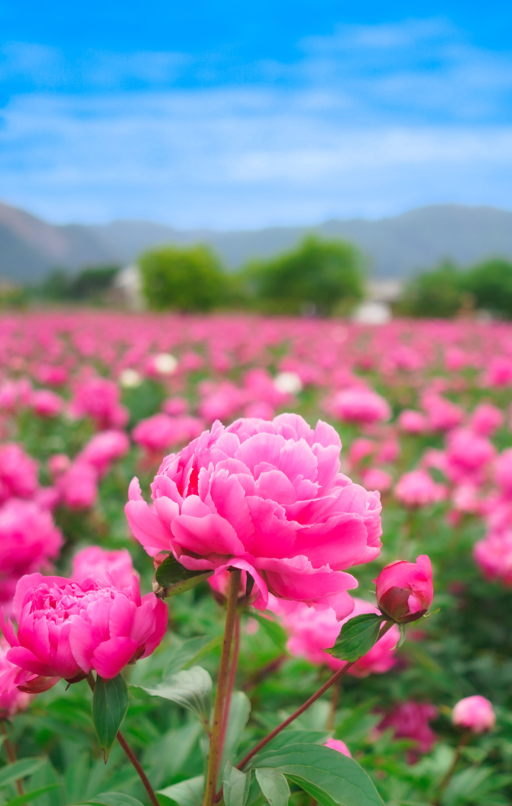 無料スマホ壁紙 シャクヤク畑。AndroidとiPhoneに対応した4K高画質の無料待ち受け画像。三重県鈴鹿市の長澤町のポピー（シャクヤク）畑で撮影したフリー写真素材