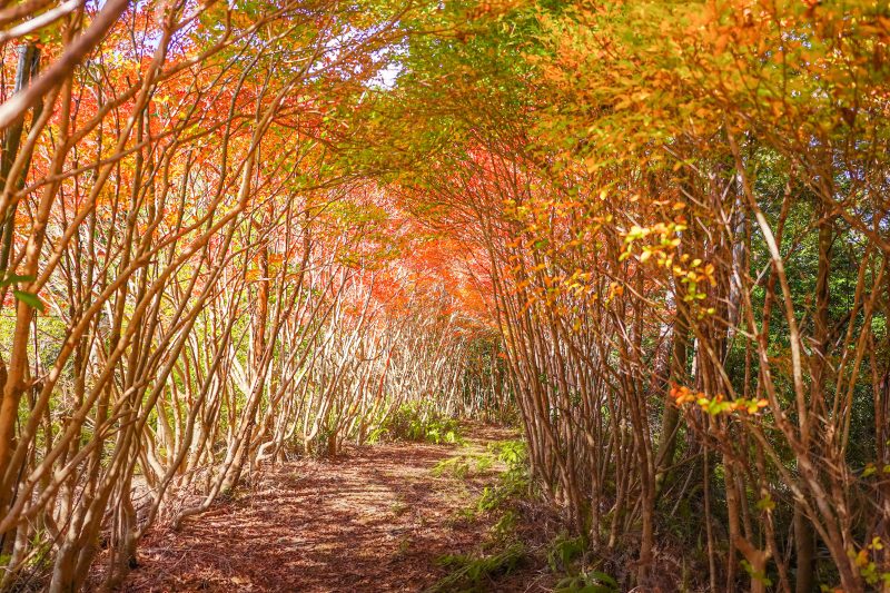 丸山公園のドウダンツツジの写真「秋色のドウダンツツジ」