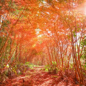 ドウダンツツジの紅葉トンネル