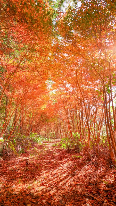 無料スマホ壁紙「ドウダンツツジの紅葉トンネル」
