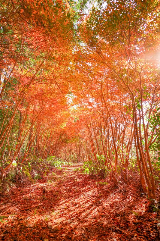 丸山公園のドウダンツツジの写真「ドウダンツツジの紅葉トンネル」