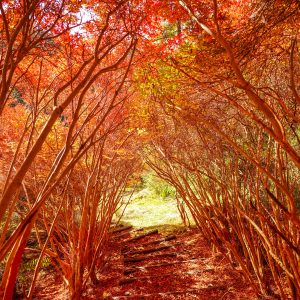 丸山公園のドウダンツツジの観光情報と写真一覧