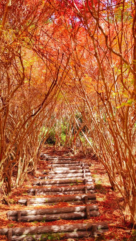 丸山公園のドウダンツツジの写真「ドウダンツツジのトンネルにある階段」