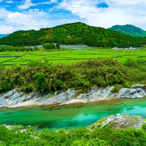 粥見の茶畑の写真「ツヤツヤの櫛田川と新緑の茶畑」