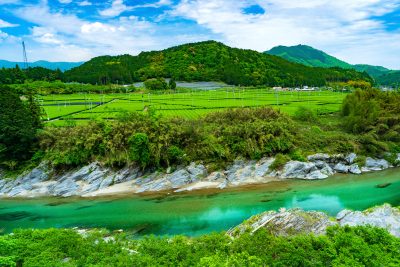 粥見の茶畑の写真「ツヤツヤの櫛田川と新緑の茶畑」