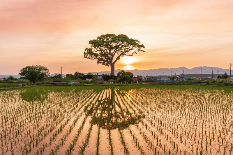 長太の大楠の写真「夕焼けグラデーション」