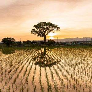 長太の大楠の写真「日没直後」