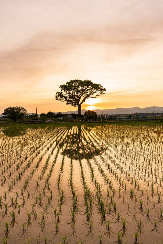 長太の大楠の写真「日没直後」