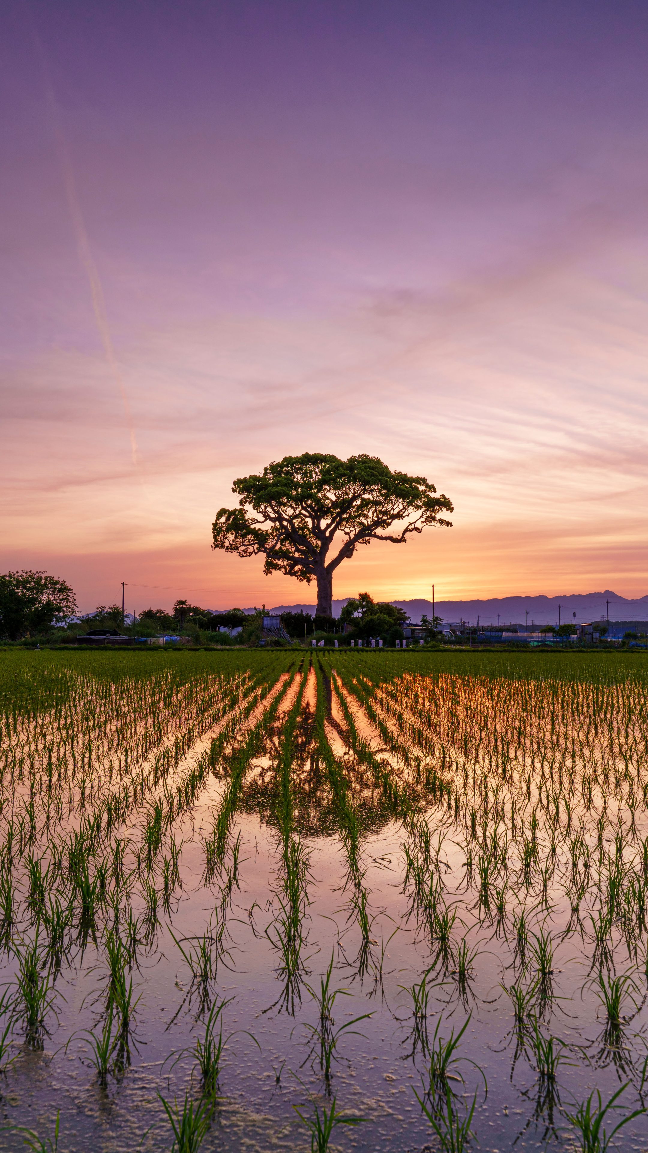 無料スマホ壁紙 夕闇グラデーション。AndroidとiPhoneに対応した4K高画質の無料待ち受け画像。三重県鈴鹿市の長太の大楠で撮影したフリー写真素材