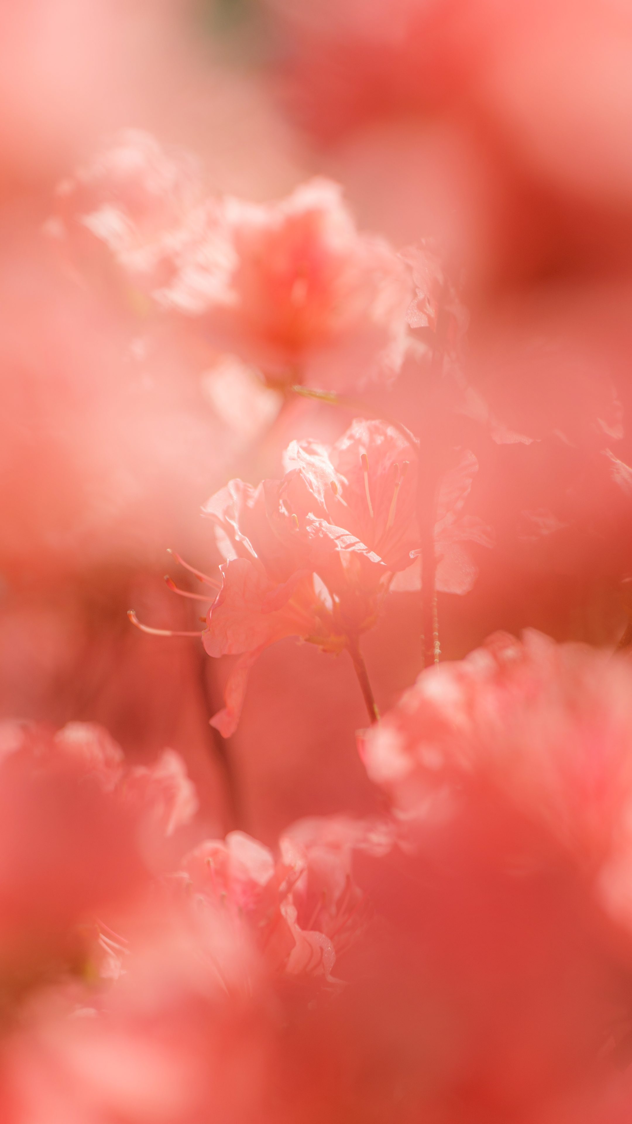 無料スマホ壁紙 真っ赤に色づくヤマツツジ。AndroidとiPhoneに対応した4K高画質の無料待ち受け画像。三重県伊賀市の余野公園で撮影したフリー写真素材