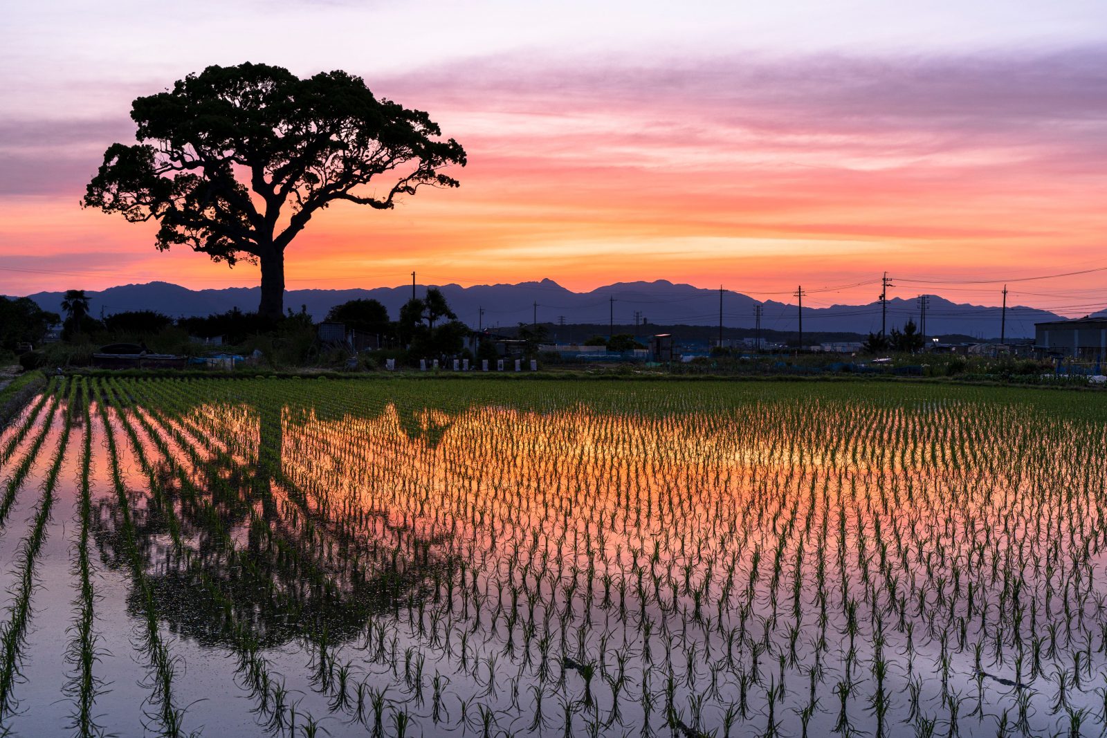 長太の大楠の写真「真っ赤な夕焼け」