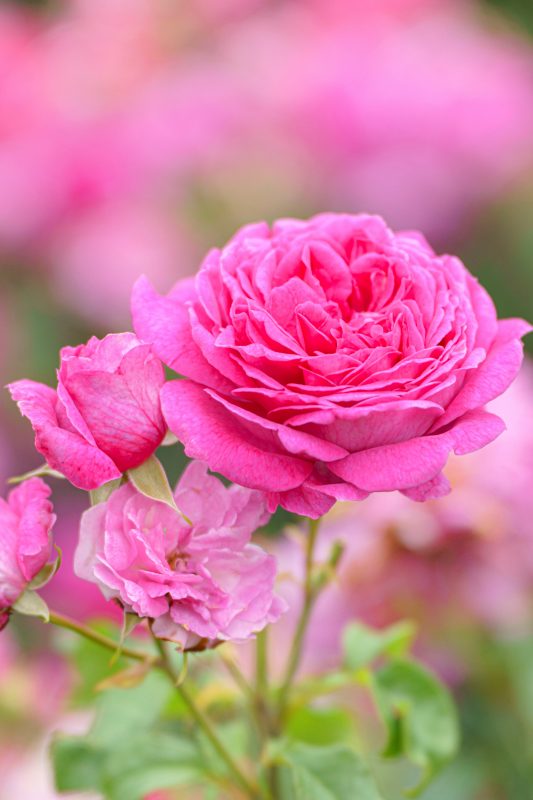松阪農業公園ベルファームの写真「ピンクの薔薇」