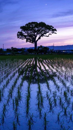 無料スマホ壁紙「夜」