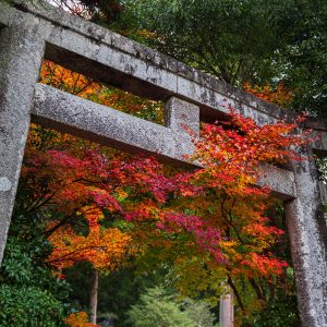 鳥居の先は紅葉