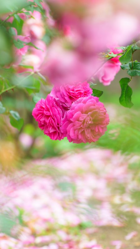 無料スマホ壁紙「薔薇の３姉妹」
