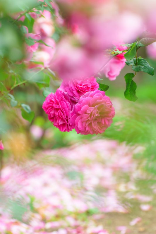 松阪農業公園ベルファームの写真「薔薇の３姉妹」