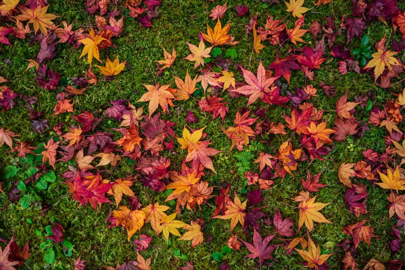 北畠神社の写真「紅葉のじゅうたん」