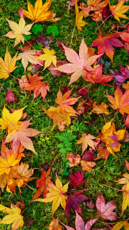 無料スマホ壁紙「紅葉と苔のじゅうたん」