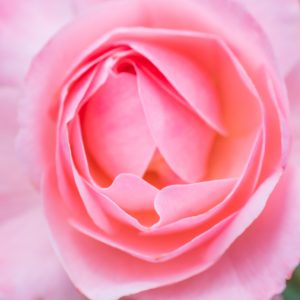 松阪農業公園ベルファームの写真「薔薇の可憐な花びら」