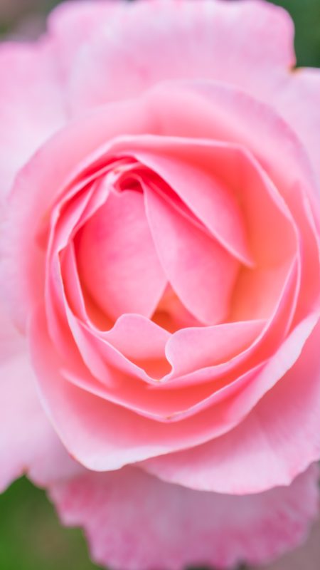 無料スマホ壁紙「薔薇の可憐な花びら」