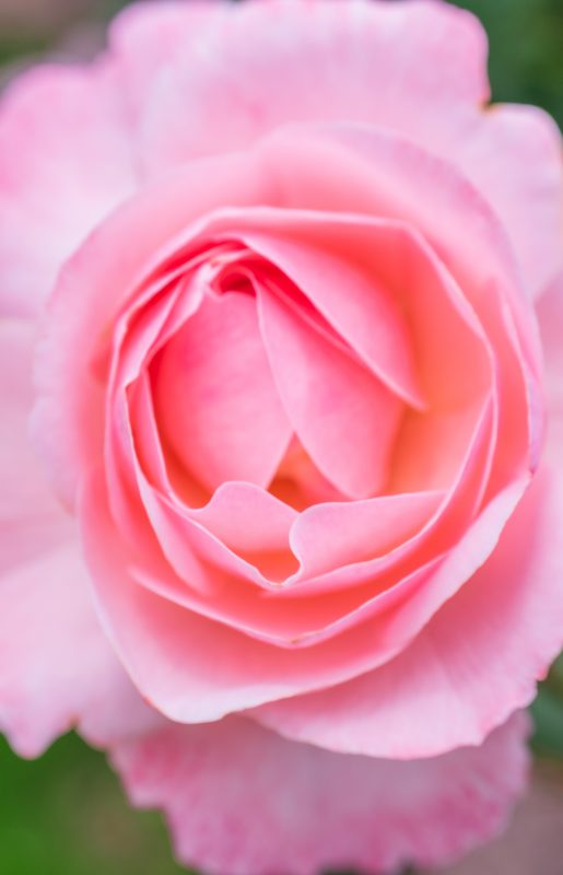 松阪農業公園ベルファームの写真「薔薇の可憐な花びら」