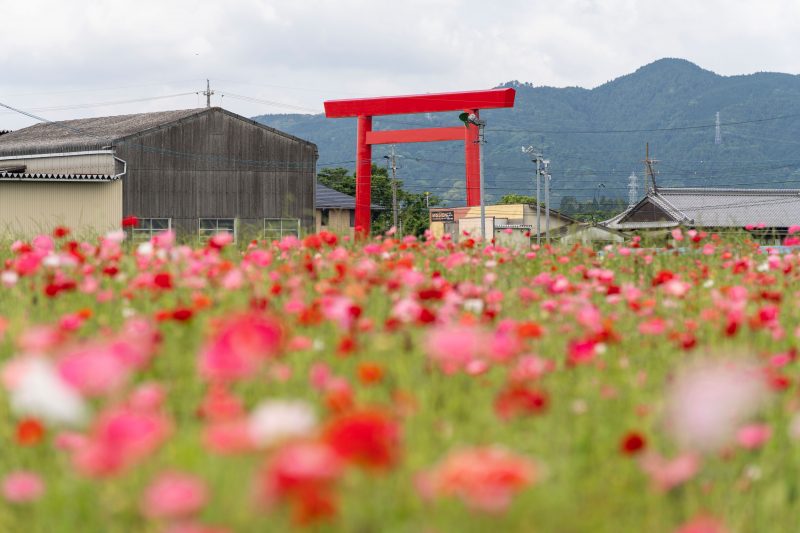 長沢町のポピー（シャクヤク）畑の写真「椿大社の鳥居とポピー畑」