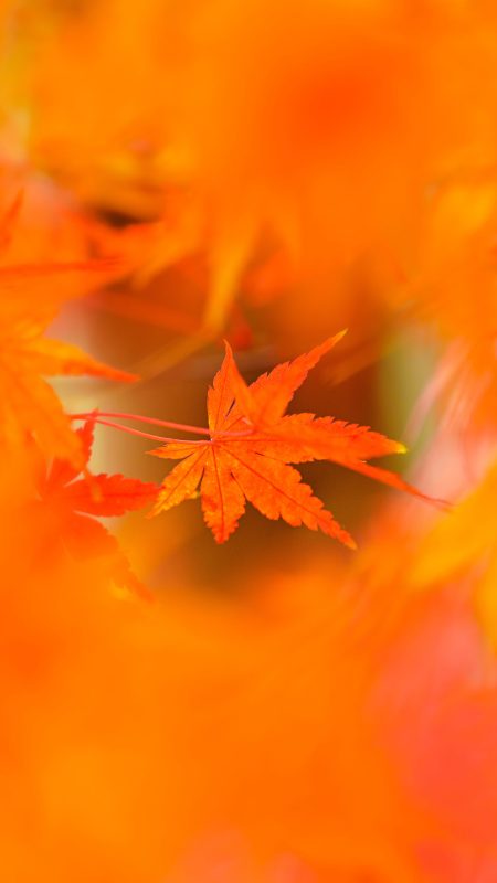 無料スマホ壁紙「真っ赤な紅葉」