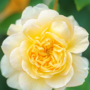 松阪農業公園ベルファームの写真「優しい黄色の薔薇」