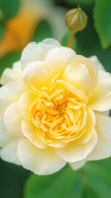 無料スマホ壁紙「優しい黄色の薔薇」