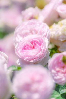 松阪農業公園ベルファームの写真「薔薇の楽園に包まれて...」