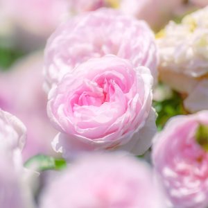 松阪農業公園ベルファームの写真「薔薇の楽園に包まれて...」