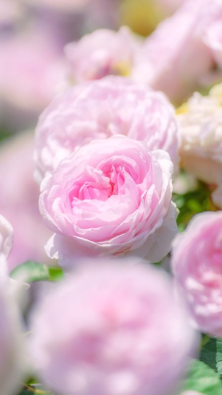 無料スマホ壁紙「薔薇の楽園に包まれて...」
