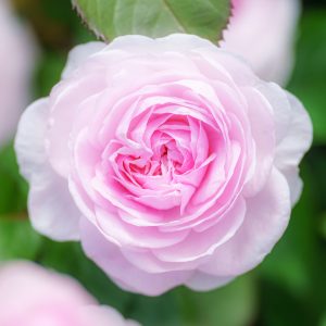 松阪農業公園ベルファームの写真「優しいピンク色の薔薇」
