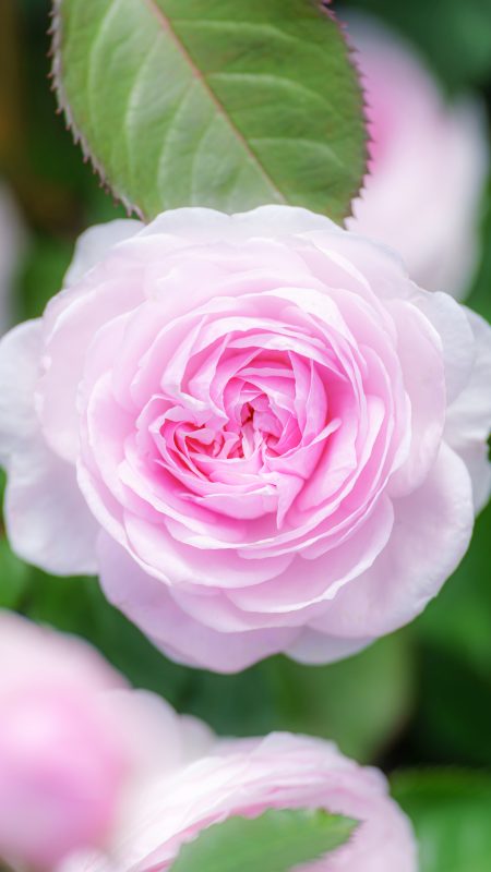 無料スマホ壁紙「優しいピンク色の薔薇」