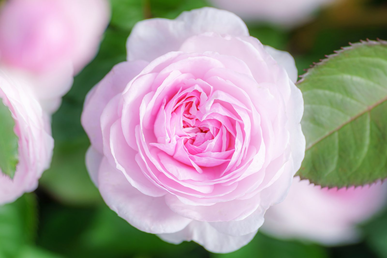 春の壁紙70選 🌷 薔薇・桜・ネモフィラ・チューリップの写真など、おしゃれな壁紙を無料ダウンロード✨