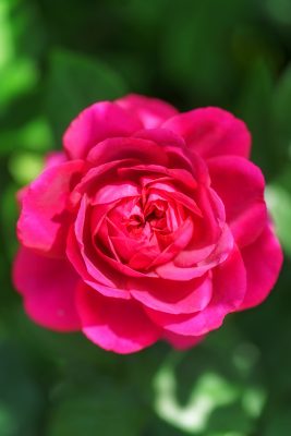 鮮やかなピンク色の薔薇