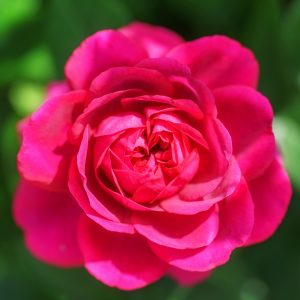松阪農業公園ベルファームの写真「鮮やかなピンク色の薔薇」