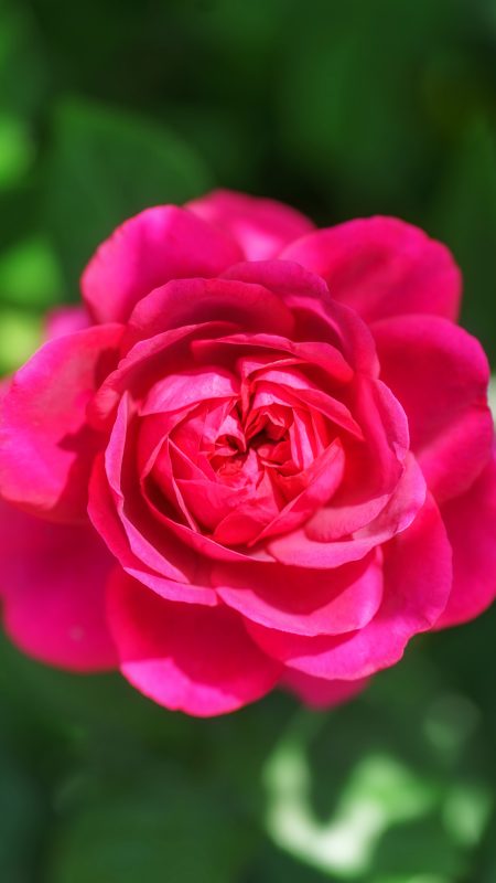 無料スマホ壁紙「鮮やかなピンク色の薔薇」