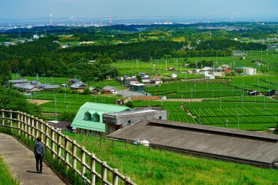 四日市ふれあい牧場の写真「【水沢茶】牧場から眺める茶畑」