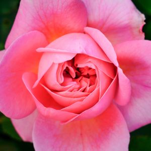 無料壁紙 美しい薔薇の花びら。PCとデスクトップ壁紙に最適な4K高画質の無料壁紙。三重県松阪市の松阪農業公園ベルファームで撮影したフリー写真素材